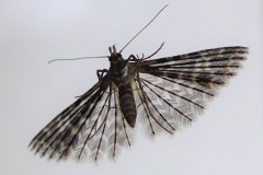 Alucita hexadactyla, Ornéode du chèvrefeuille (L')