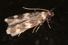 Oegoconia sp.