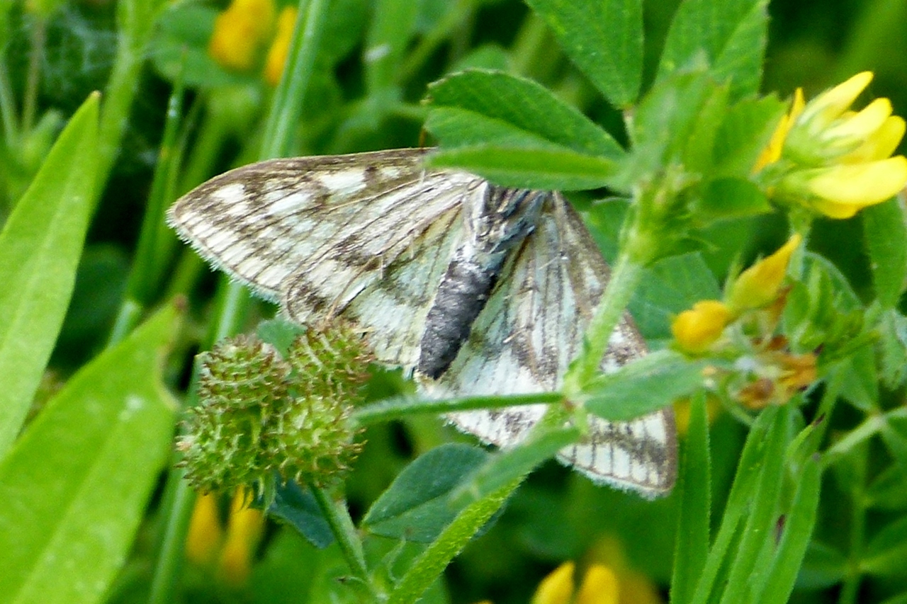 Sitochroa verticalis, Botys vertical (Le) Sitochroa verticalis, Botys vertical (Le)