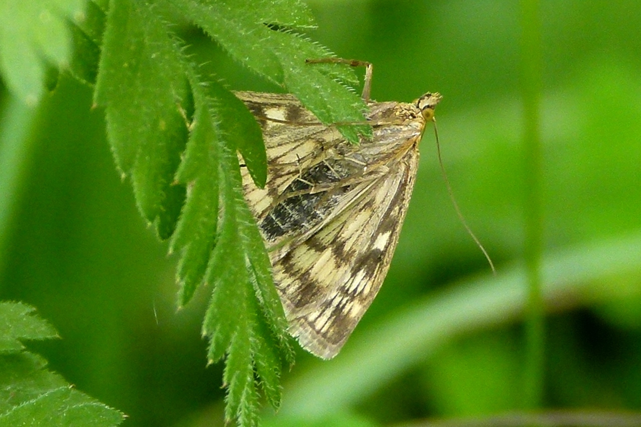 Sitochroa verticalis, Botys vertical (Le) Sitochroa verticalis, Botys vertical (Le)