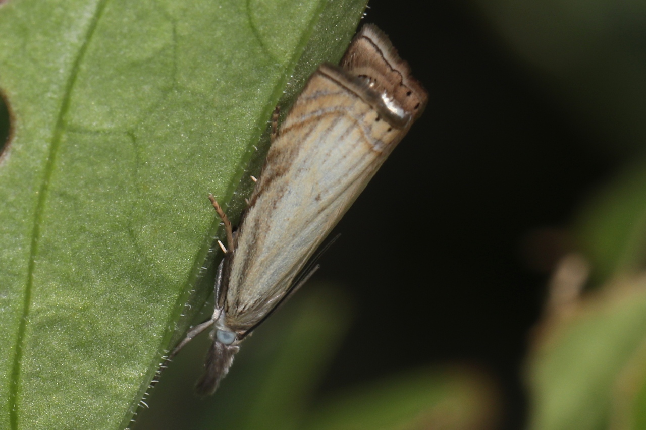 Chrysoteuchia culmella ; Crambus des jardins (Le) Chrysoteuchia culmella ; Crambus des jardins (Le)