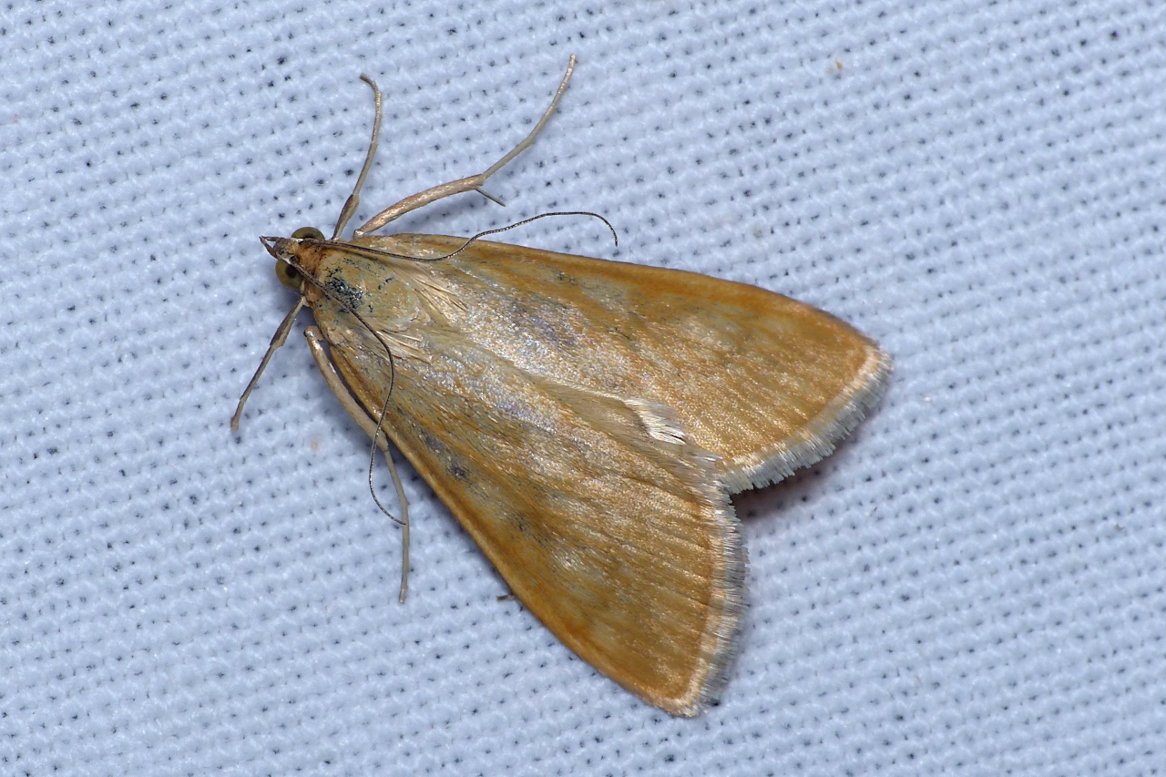 Sitochroa verticalis, Botys vertical (Le) Sitochroa verticalis, Botys vertical (Le)