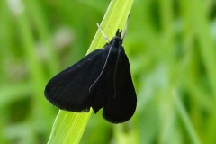 Pyrausta coracinalis, Pyrauste noire La)