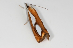 Catoptria sp. (C. permutatella, myella, osthelderi ou europaeica)