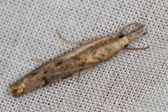 Agriphila geniculea ; Crambus anguleux (Le), Crambus des friches (Le)