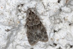 Eudonia mercurella ; Eudorée de l