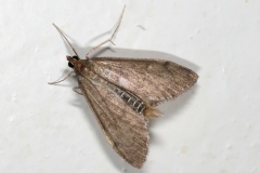Dolicharthria punctalis, Sténie ponctuée (Le)