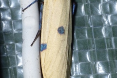 Lithosia quadra, Lithosie quadrille (La)