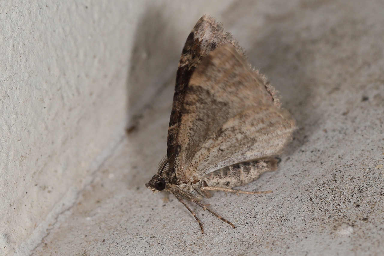 Xanthorhoe ferrugata ; Rouillée (La)