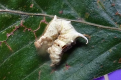 Apeira syringaria, Ennomos du Lilas (L