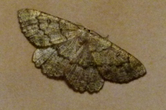 Yezognophos serotinaria dognini, Gnophos variable (La)