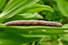 Ematurga atomaria, Phalène picotée (La)