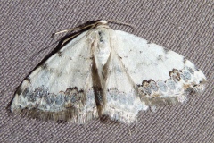 Scopula decorata ; Acidalie décorée (L'), Cendrée (La)