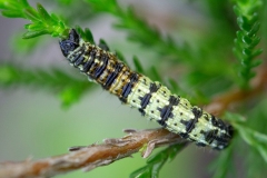 Chenille d'Agriopis leucophaearia, Hibernie grisâtre (L')