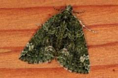 Chloroclysta siterata, Cidarie à bandes vertes (La)