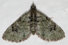 Chloroclystis v-ata, Eupithécie couronnée (L')