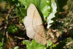 Cyclophora punctaria ; Éphyre ponctuée (L'), Soutenue (La)