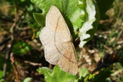 Cyclophora punctaria ; Éphyre ponctuée (L'), Soutenue (La)