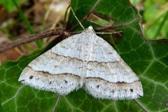 Mesotype parallelolineata, Larentie parallèle (La)