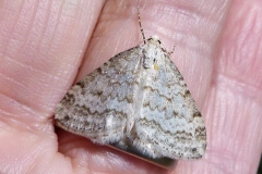 Mesotype verberata, Larentie rupestre (La)