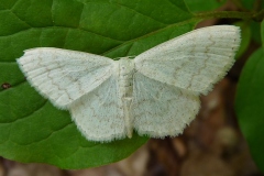 Scopula floslactata, Acidalie laiteuse (L')