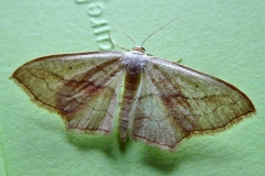 Scopula imitaria, Acidalie fausse-Timandre (L')