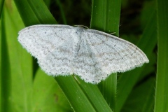 Scopula incanata, Acidalie grisonnante (L')