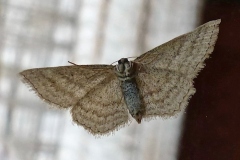 Scopula virgulata ; Acidalie striée (L'), Acidalie sillonnée (L')