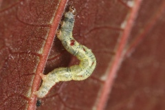 Asthena albulata ; Phalène candide (La)