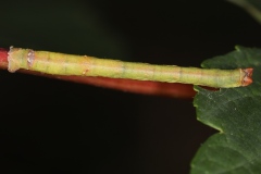 Biston betularia ; Phalène du Bouleau (La), Biston du Bouleau (Le)