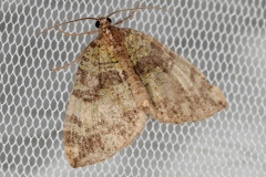 Hydriomena furcata ; Larentie lavée (La)