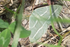 Hylaea fasciaria ; Métrocampe verte (La), Bilieuse (La)