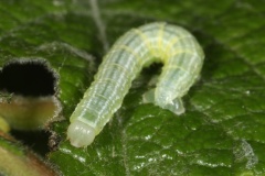Operophtera brumata ; Cheimatobie hiémale (La), Phalène brumeuse (La)