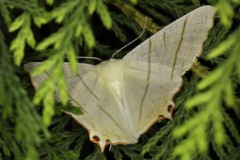 Ourapteryx sambucaria ; Phalène du Sureau (La)