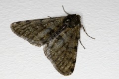 Phigalia pilosaria (Mâle) ; Phalène velue (La), Phigalie velue (La)