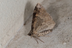 Xanthorhoe ferrugata ; Rouillée (La)