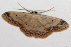 Idaea biselata, Truie (La)