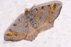 Macaria liturata, Philobie effacée (La)