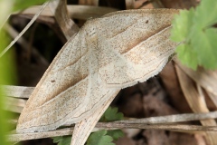 Petrophora chlorosata ; Phalène de l'Aquiline (La), Pétrophore de la Fougère (La)