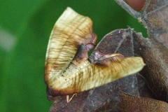 Plagodis dolabraria ; La Phalène linéolée, la Numérie ligneuse