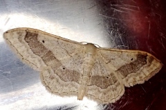 Idaea aversata ; Impolie (L), l'Acidalie détournée (L')