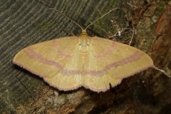 Rhodostrophia calabra, Phalène calabraise (La)