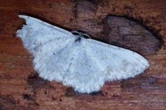 Scopula submutata, Acidalie embrouillée (L')