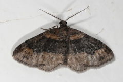 Xanthorhoe ferrugata, Rouillée (La)