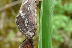 Korscheltellus lupulinus, Louvette (La)