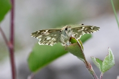 Carcharodus lavatherae, Hespérie de l'Épiaire (L')