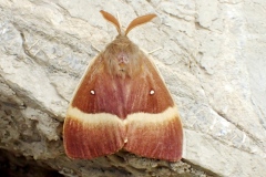 Lasiocampa quercus ; Bombyx du Chêne (Le), Minime à bandes jaunes (Le)