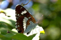 Limenitis camilla, Petit Sylvain (Le)
