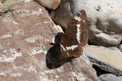 Limenitis camilla, Petit Sylvain (Le)