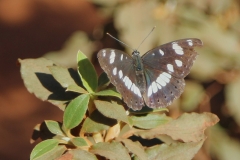 Limenitis reducta, Sylvain azuré (Le)